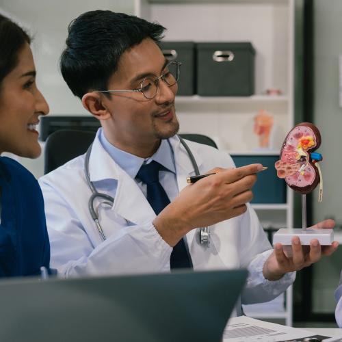 Two researchers in a lab looking at a model of the human kidney